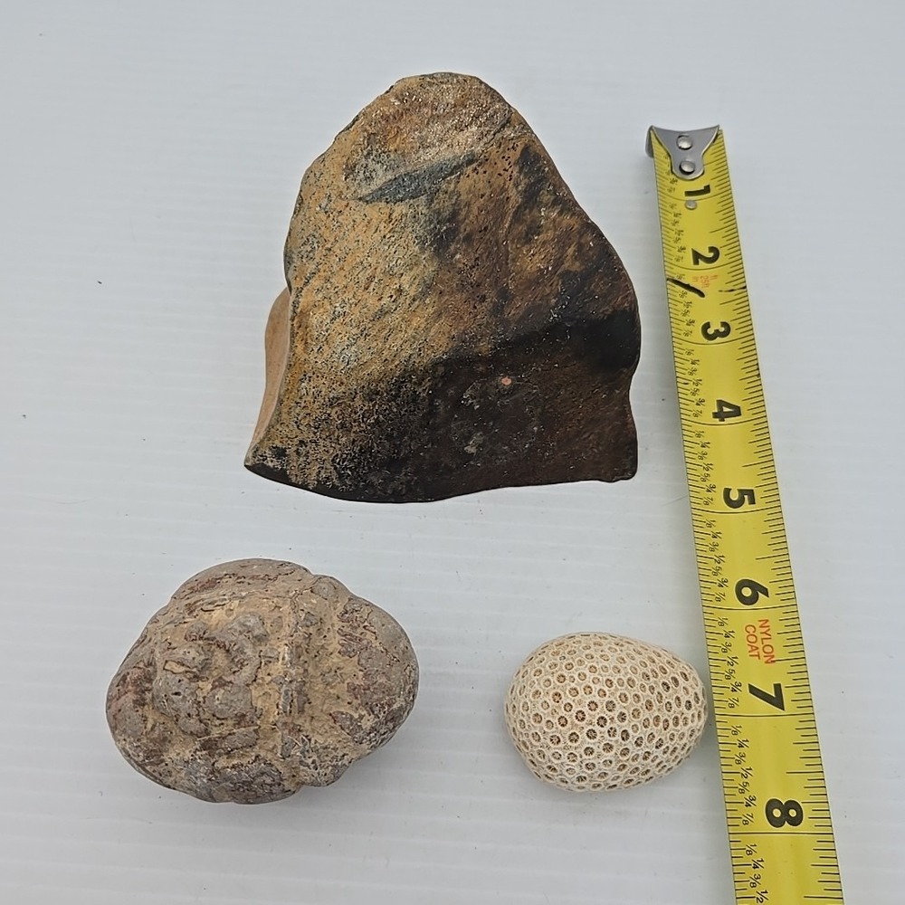 Unique Rock‎ / Fossil Lot Of 3